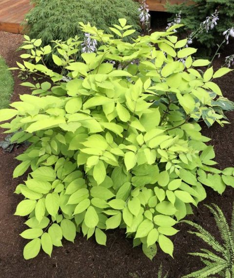 Aralia-Sun King -2gal