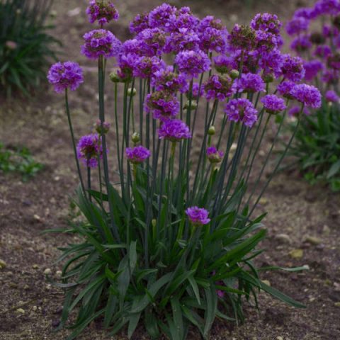 Armeria (sea thrift) ballerina lilac 1gal