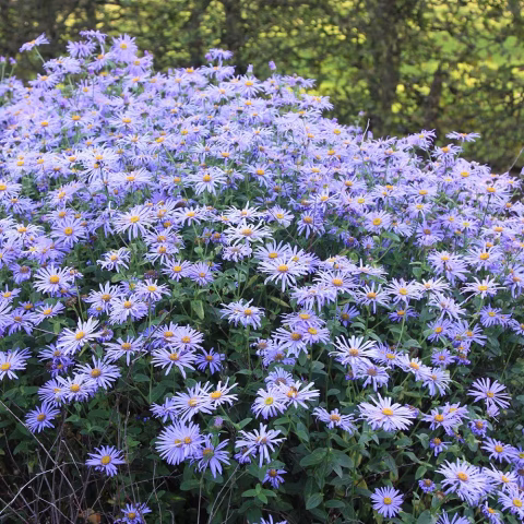 Aster-Monch - 1gal