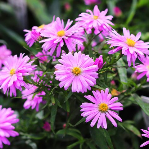 Aster (woods pink) 1gal