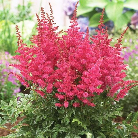 Astilbe younique lilac