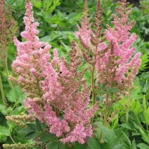 Astilbe - 'Visions in Pink' 1gal