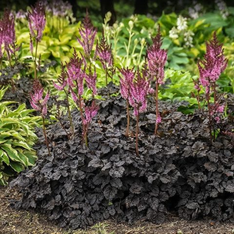 Astilbe 'Dark Side of the Moon'-1gal