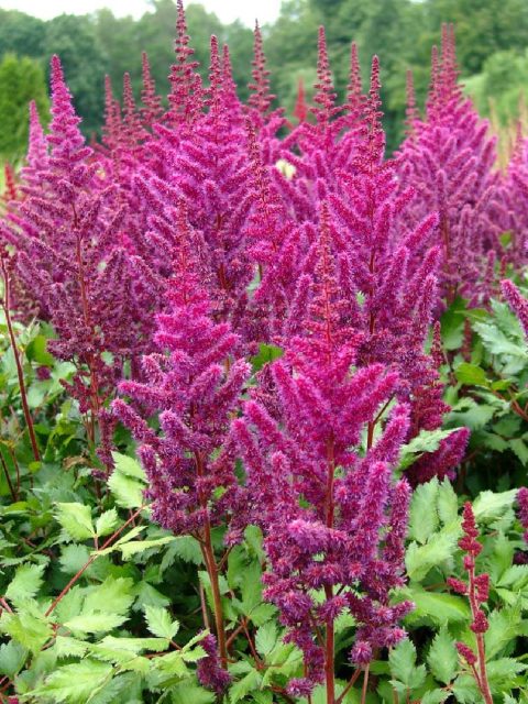 astilbe vision in red 2gal