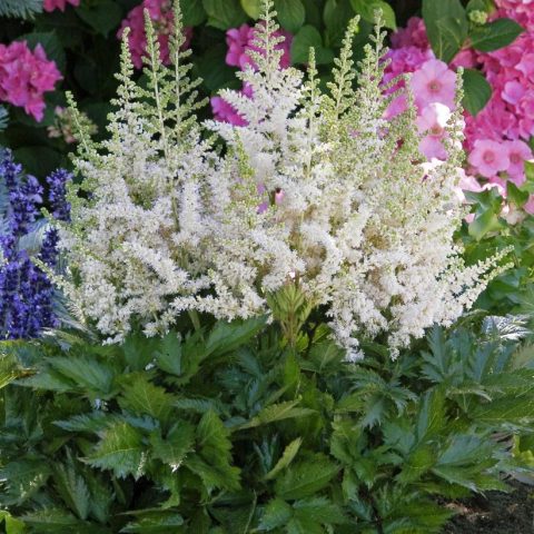 Astilbe  'Visions in White' 1gal