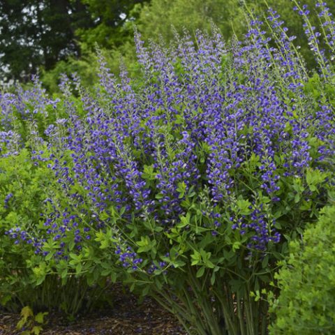 Baptista  Blueberry Sundae False Indigo