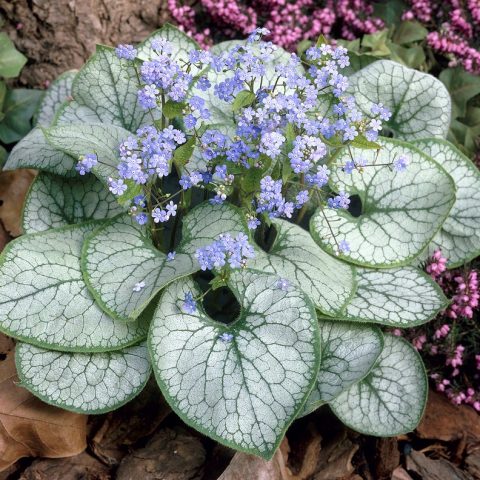 Brunnera macrophylla 'Jack Frost'-1gal