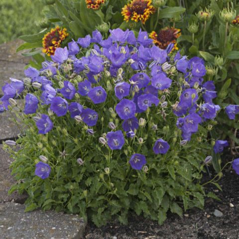 Campanula-Pearl Deep Blue - 1gal