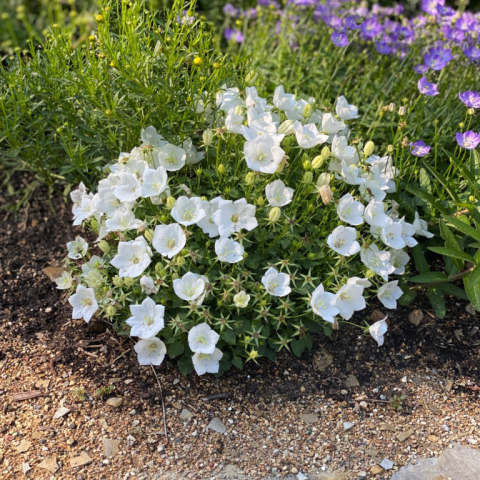 Campanula-Pearl White - 1gal