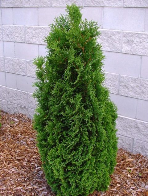 Cedar-Holmstrup 6gal