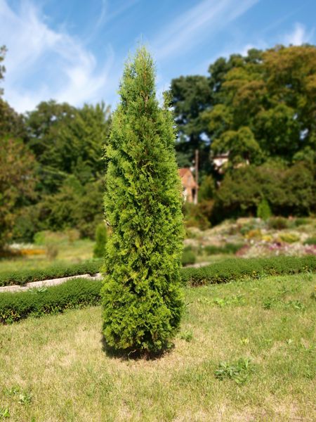 Cedar-Skybound 5gal