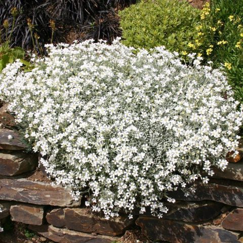 Cerastium tomentosum (Snow in Summer)-Quart