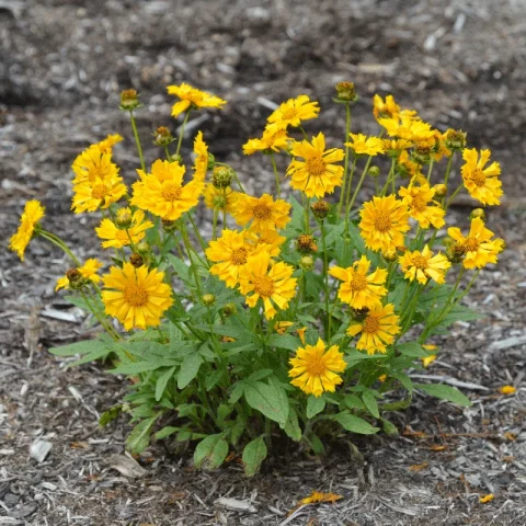 Coreopsis-Jethro Tull - 1gal