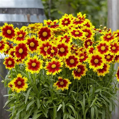 Coreopsis-Uptick Gold Bronze #1