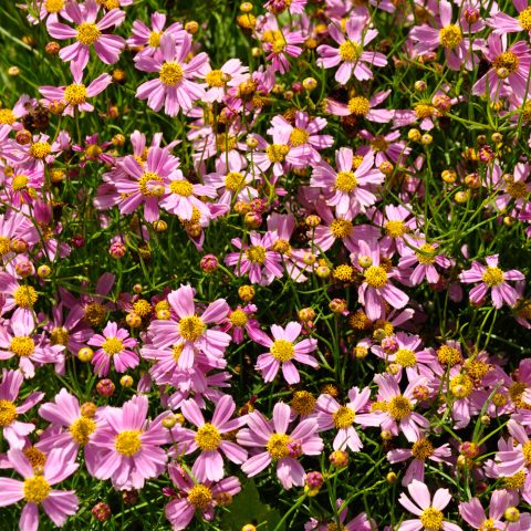 Coreopsis "american dream" #1