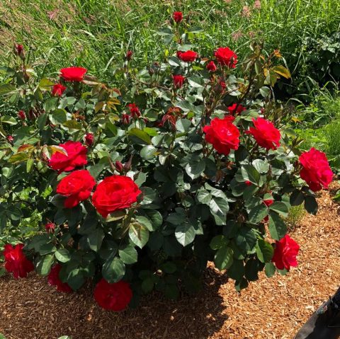 Rose cinnamon hearts 2gal