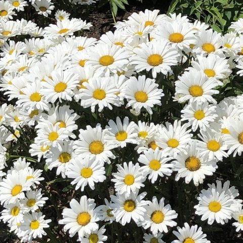 Daisy-Daisy May - 1gal