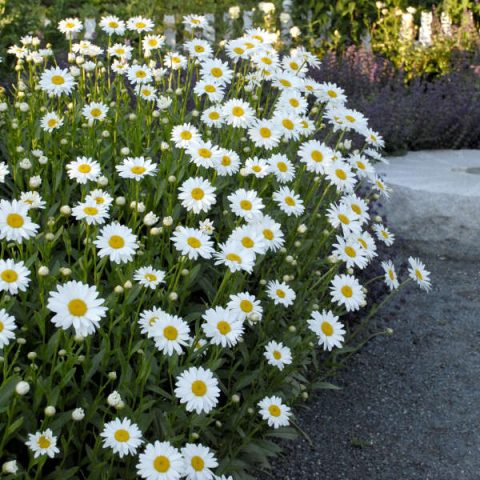 Daisy  Leucanthemum BECKY 1gal