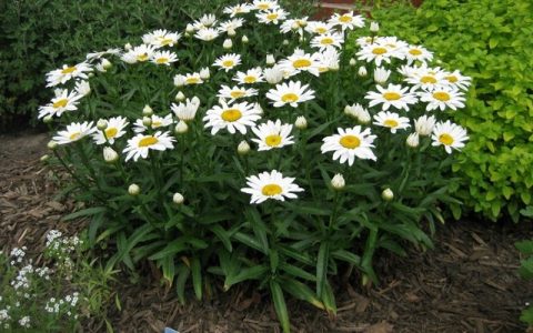 Daisy  Leucanthemum  Snowcap'-1gal
