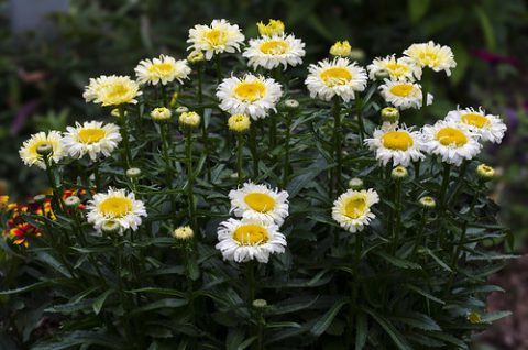 Daisy Leucanthemum  'Real Charmer' -1gal
