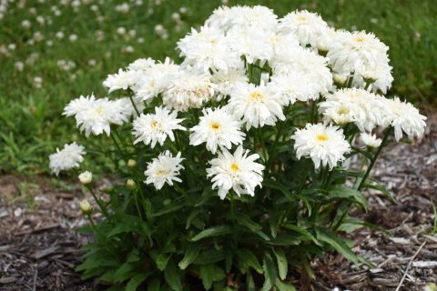 Daisy amazing Marshmallow 1gal