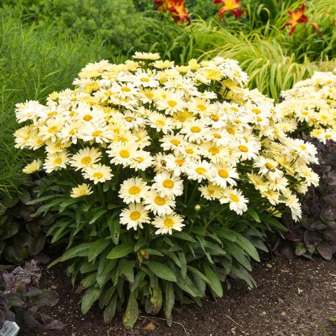 Daisy amazing 'banana cream' 1gal