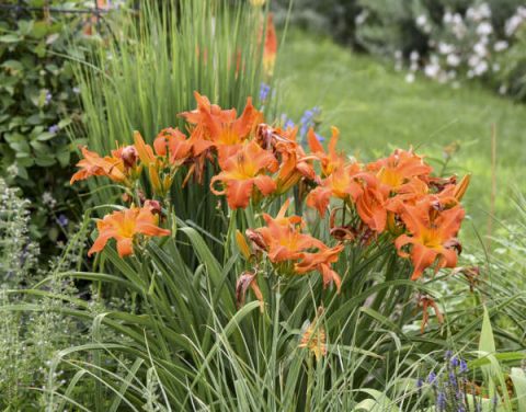 Day Lily-Primal Scream 1 gal  PW