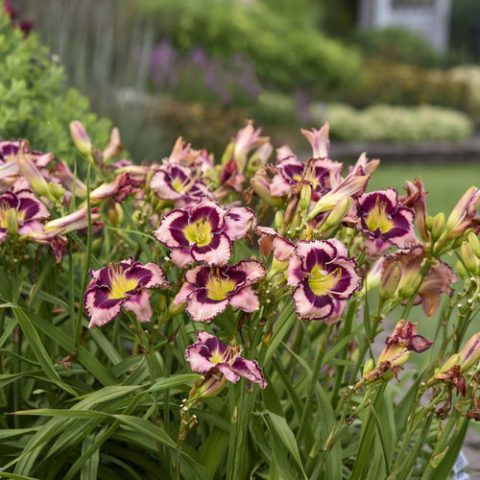 Day Lily-Sound of My Heart 1gal  PW