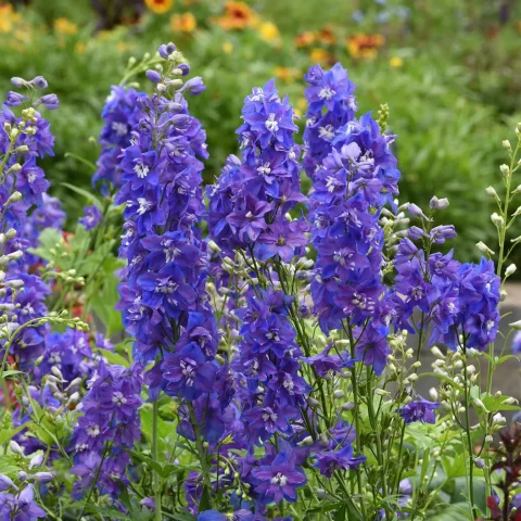 Delphinium "desante blue"#1