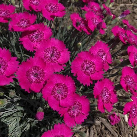 Dianthus-Neon Star improved-1gal