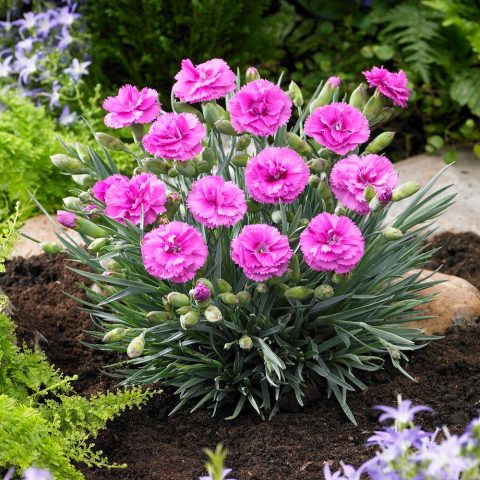 Dianthus tickled pink 1gal