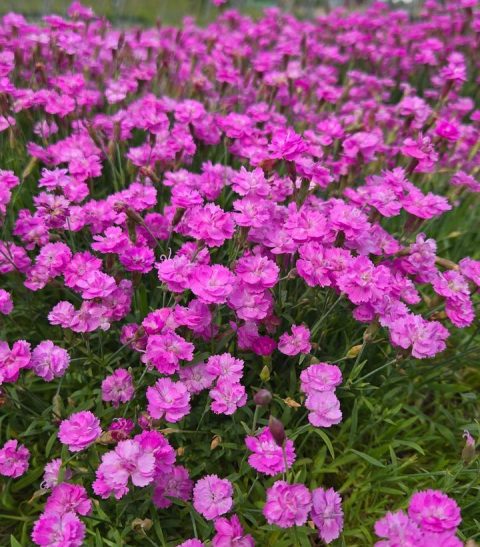 Dianthus 'Tiny Rubies'-1gal