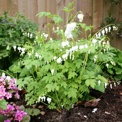 Dicentra spectabilis 'Alba' bleeding heart-1gal