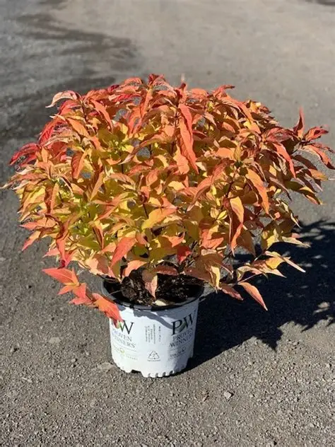 Diervilla 'Kodiak Orange' (Honeysuckle) 2gal