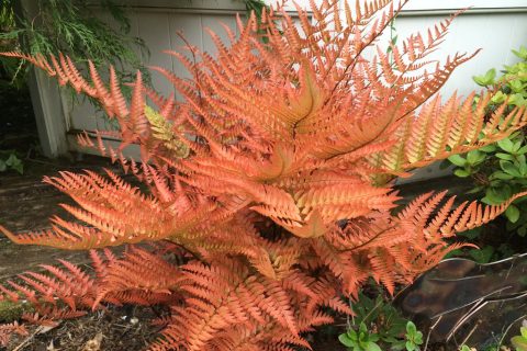 Dryopteris erythrosora 'Brilliance'-1gal