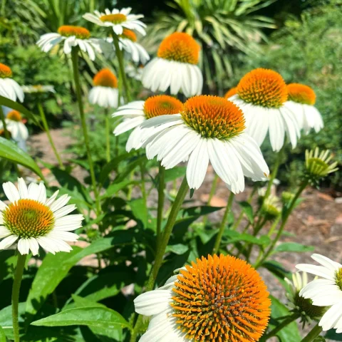 Echinacea  Coneflower-The Price is White - 1gal PW