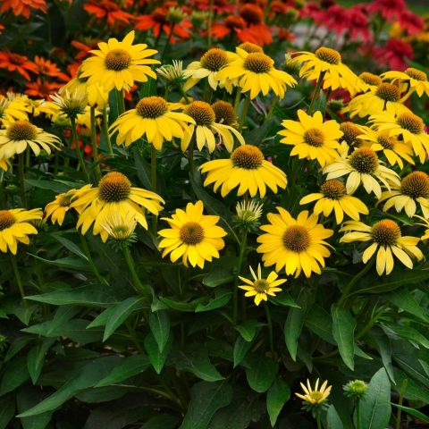 Echinacea Lemon yellow (coneflower) 1gal