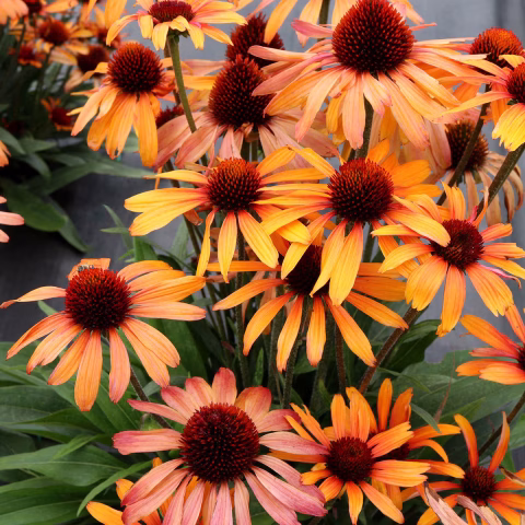 Echinacea Tiger (cone flower)#1