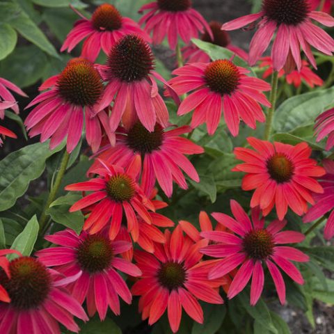 Echinacea firefinch (coneflower) 1gal