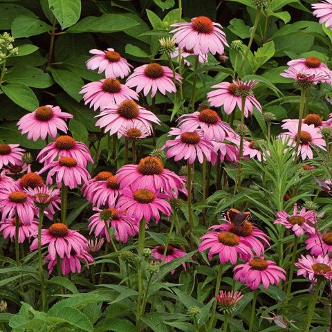 Echinacea purpurea 'Magnus'- cone flower 1gal