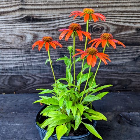 Echinacea  'Cheyenne Spirit' cone flower-1gal