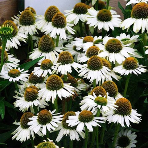 Echinacea  'White Swan' cone flower-1gal