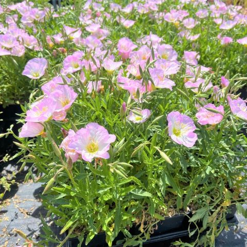Evening Primrose 'Siskiyou' 1gal