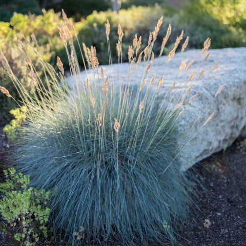 GRASS  Festuca glauca 'Beyond Blue' 1gal