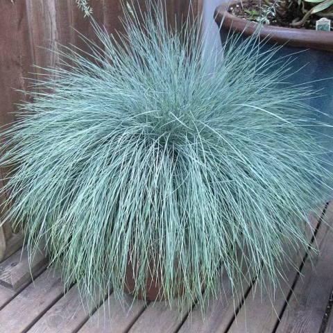 GRASS  Festuca ovina glauca 'Elijah'-#1