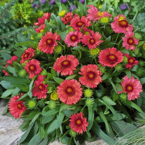 Gaillardia  'Arizona Red Shades'-1gal