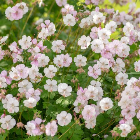 Geranium-Biokovo - 1gal