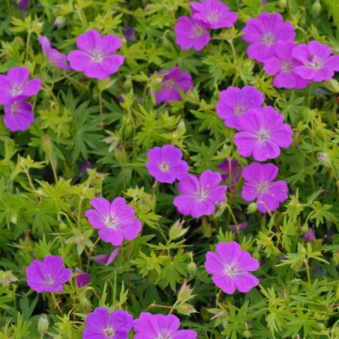 Geranium 'new hampshire purple 1gal