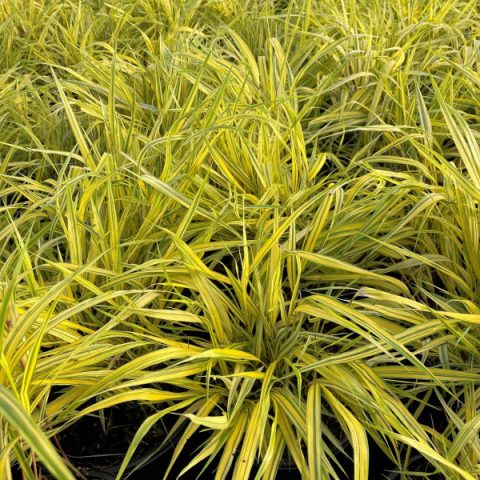 Hakone 'aureola' yellow grass #1
