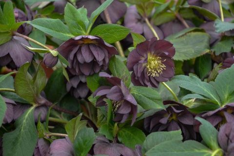 Helleborus Dashing Groomsmen-1gal